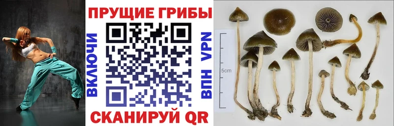 Галлюциногенные грибы мицелий  hydra как войти  Нефтекамск 